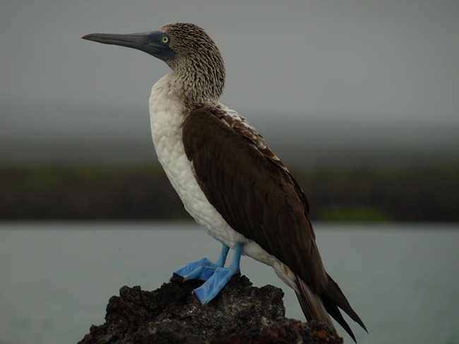 ../../Pictures/050210/062 Blaufuss Toelpel.JPG